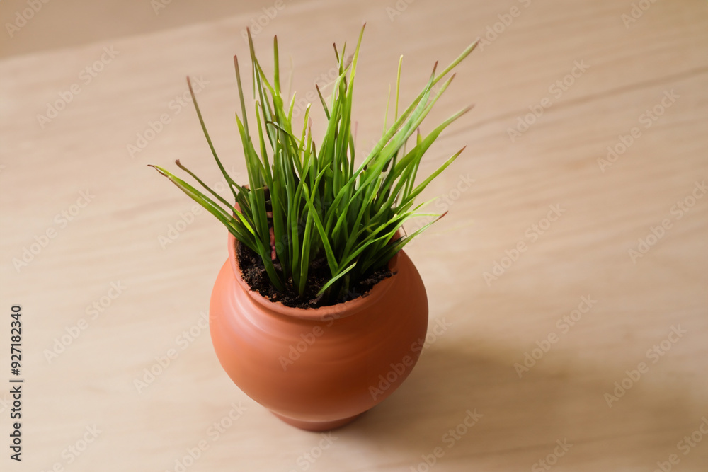 Vase of greens and plants in clay. pot flowerpot garden concept. a vase of greens and flowers planted in a clay. a vase of greens and flowers lifestyle in a clay. Vase of greens and plants in clay. pot flowerpot garden concept. a vase of greens and flowers planted in a clay. a vase of greens and flowers lifestyle in a clay.
