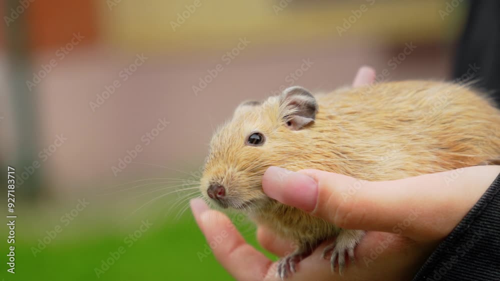 Homemade squirrel being gently held outdoors in a garden setting during daylight Homemade squirrel being gently held outdoors in a garden setting during daylight