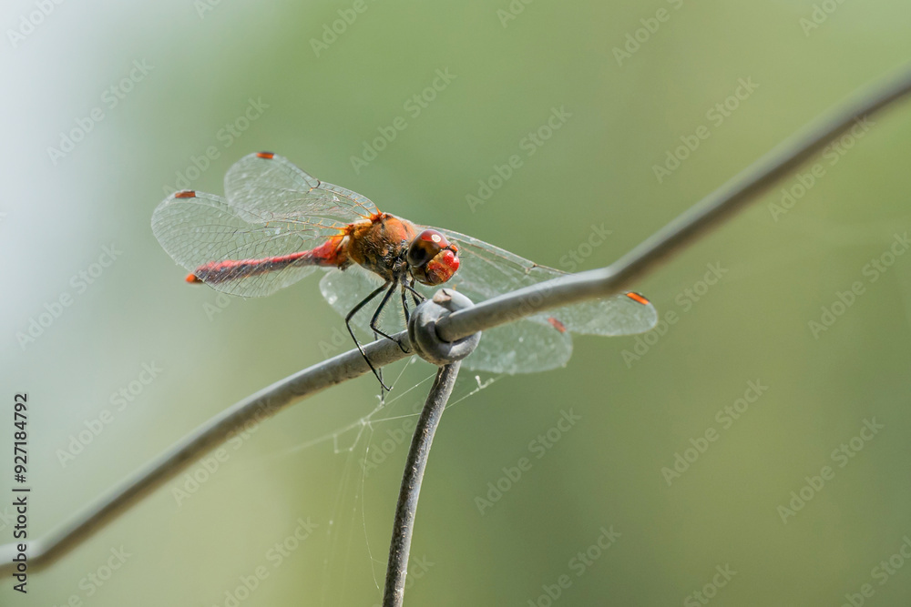 Blutrote Heidelibelle , ausgefärbtes Männchen Blutrote Heidelibelle , ausgefärbtes Männchen