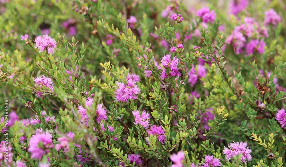 Pink flowers of a Thymeleaf melaleuca plant. Melaleuca thymifolia Pink flowers of a Thymeleaf melaleuca plant. Melaleuca thymifolia