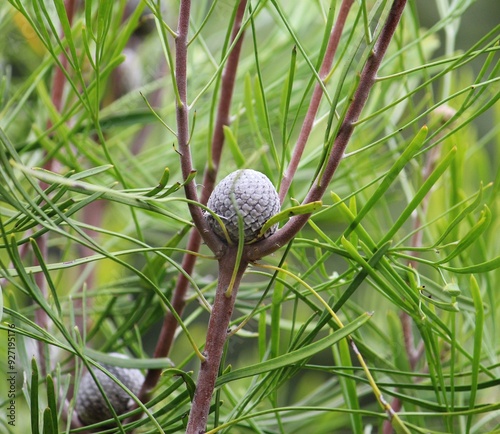 A Broad-leaved drumstick tree. Isopogon anemonifolius  photo