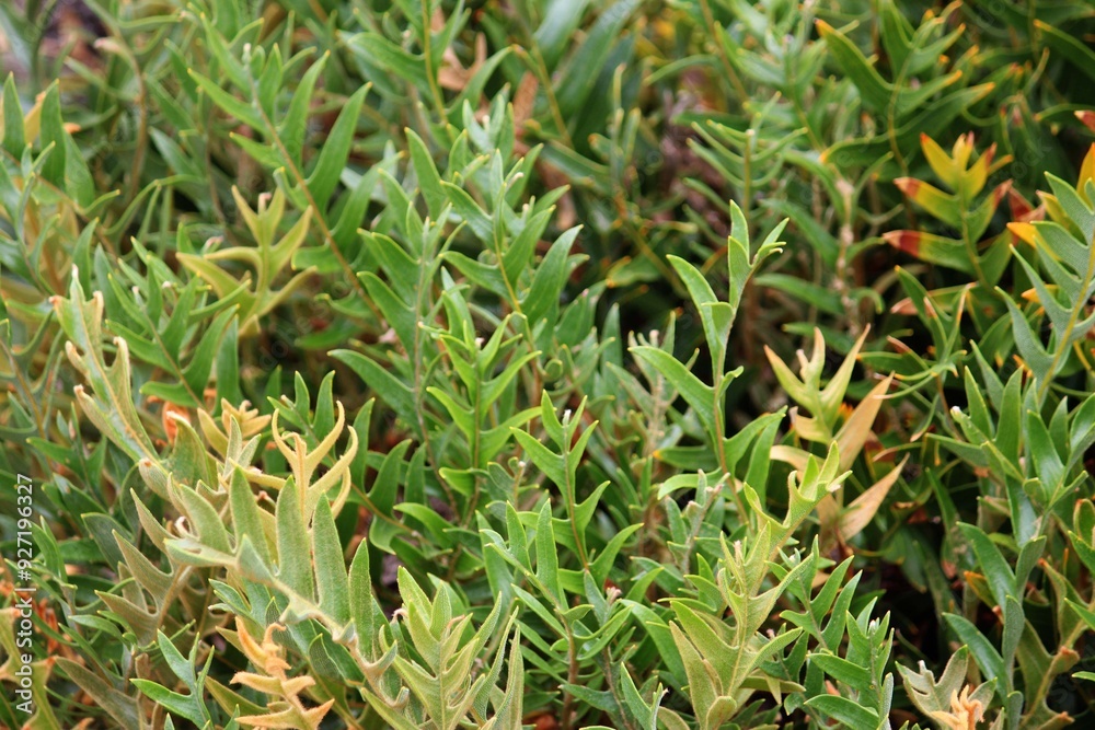 Foliage of a Fern-like banksia growing in a garden. Banksia blechnifolia Foliage of a Fern-like banksia growing in a garden. Banksia blechnifolia
