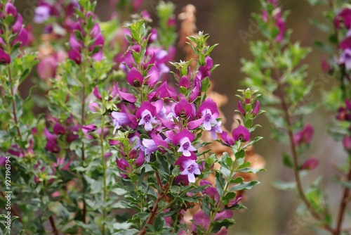 Pink flowers of a Myrtle-leaf milkwort plant growing in a garden. Polygala myrtifolia photo