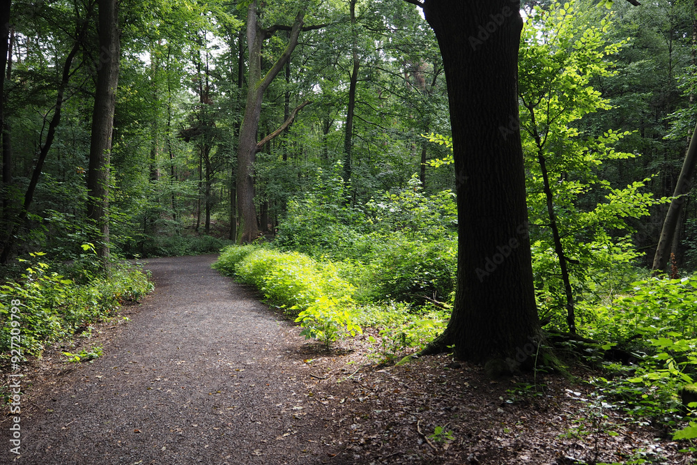 Obraz premium German forest scenery without persons