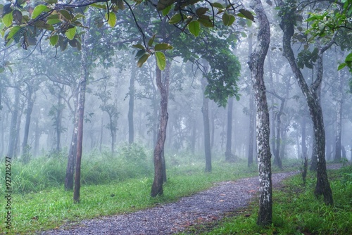 footpath in the forest