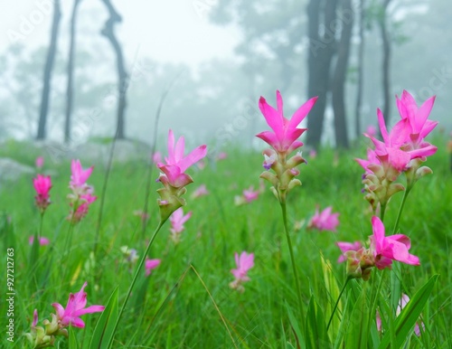 Pink wild flowers