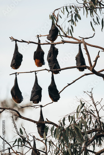 Grey-headed flying fox hanging from a tree in Australia photo