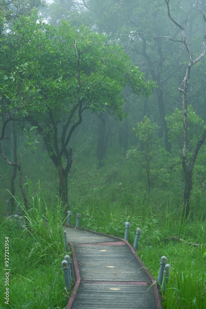 Obraz premium path in the forest