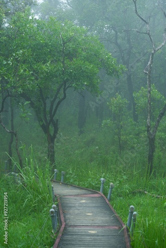 path in the forest