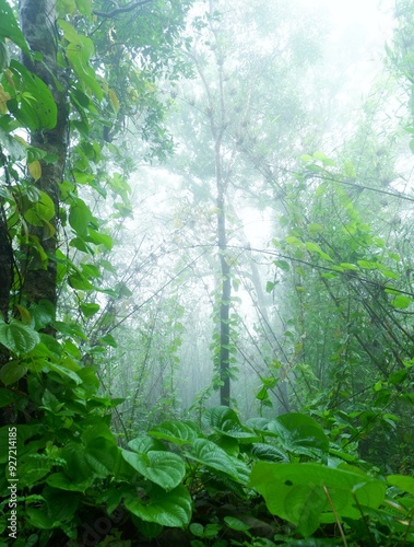 green forest in the morning