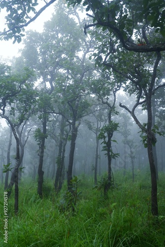 Trees in the forest