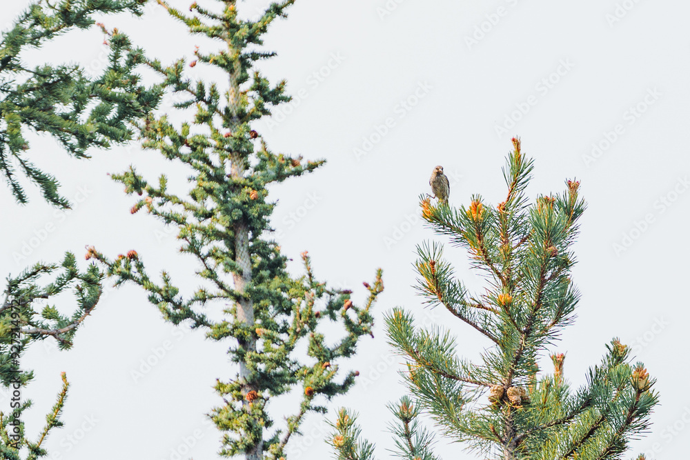 Clark's nutcracker on alpen tree in Canadian Rocky Mountain. Clark's nutcracker on alpen tree in Canadian Rocky Mountain.