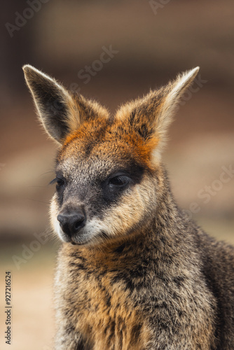 The swamp wallaby (Wallabia bicolor), also known as the black wallaby, is a small macropod marsupial of eastern Australia.