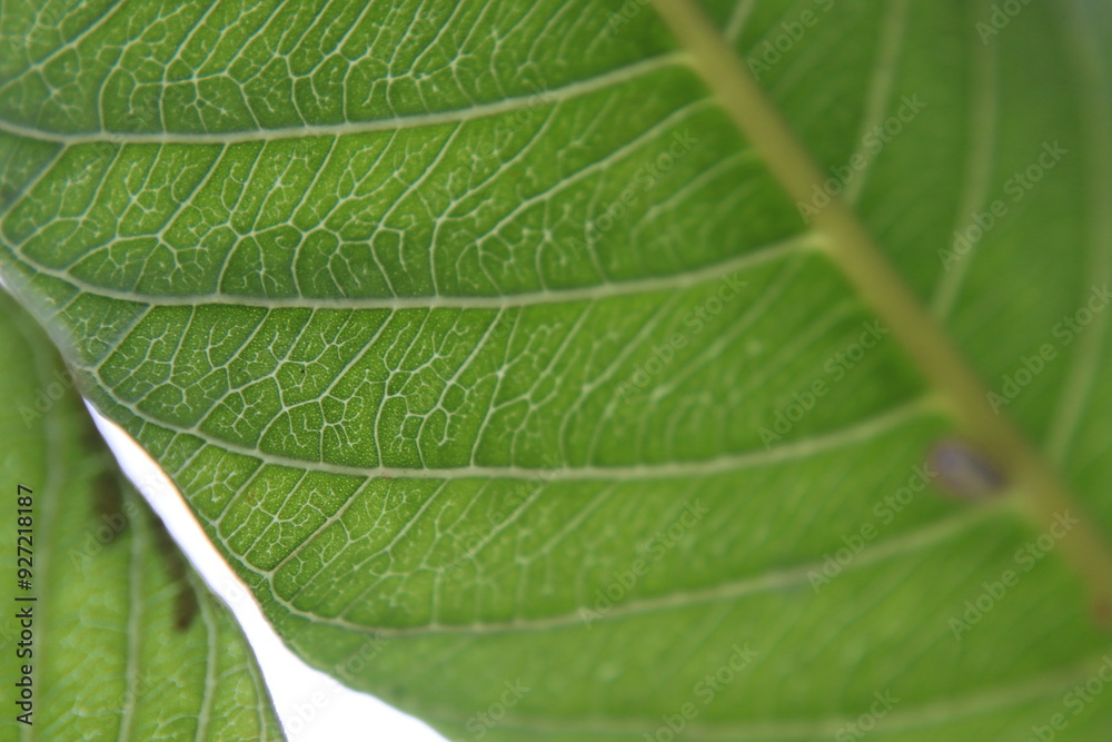 Obraz premium green leaf macro