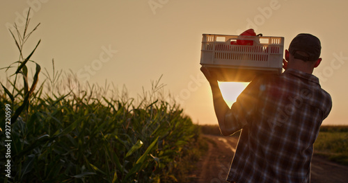A farmer walks along a cornfield, carrying a crate of fresh vegetables at sunset. Rear view.