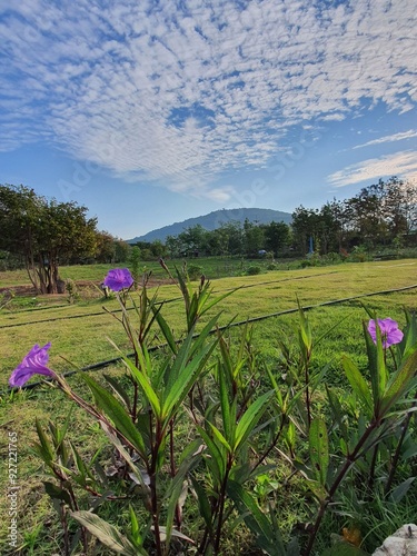 The bright sunlight and the beautiful sky with fluffy clouds helped to highlight the colorful flowers and the green fields.
