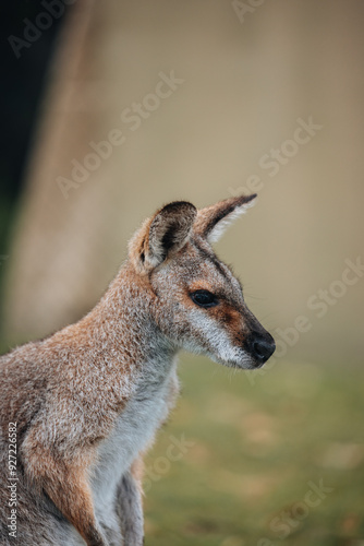 Obraz na płótnie The black-striped wallaby (Notamacropus dorsalis), also known as the scrub walla