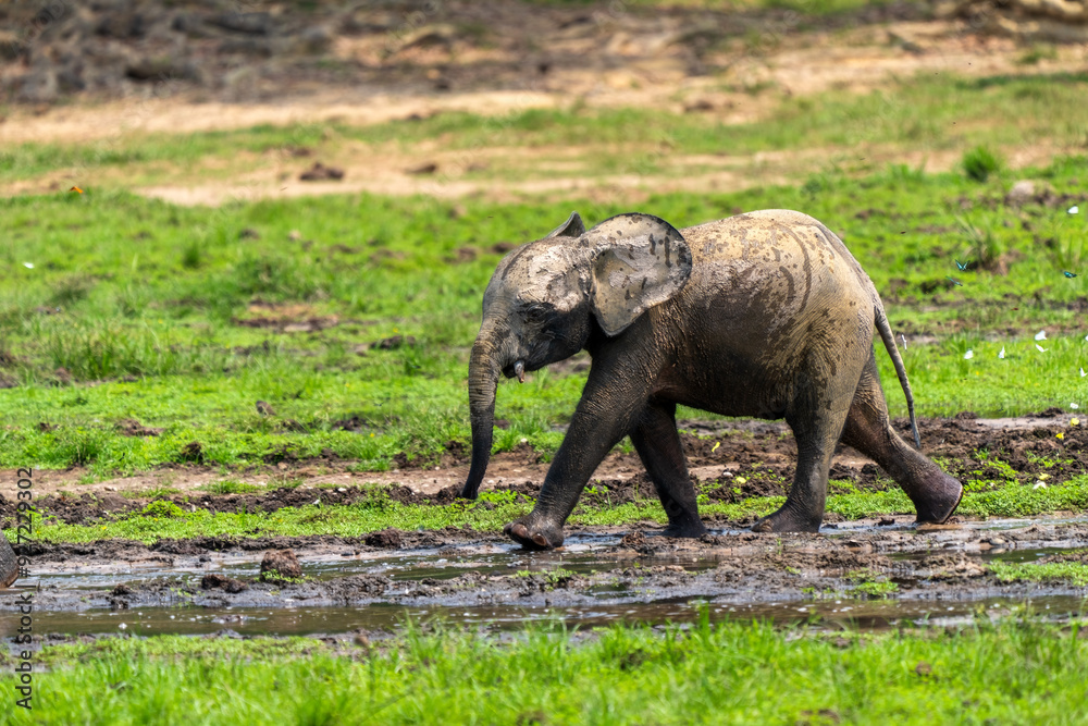 Fototapeta premium African forest elephants, Loxodonta cyclotis, in Dzanga Bai of Central African Republic. Forest elephants congregate in forest clearings for mineral rich mud.
