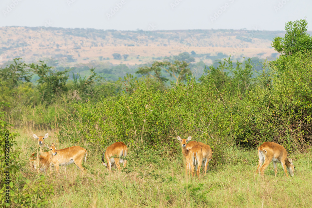 Ugandan kob in Queen Elisabeth national park Ugandan kob in Queen Elisabeth national park