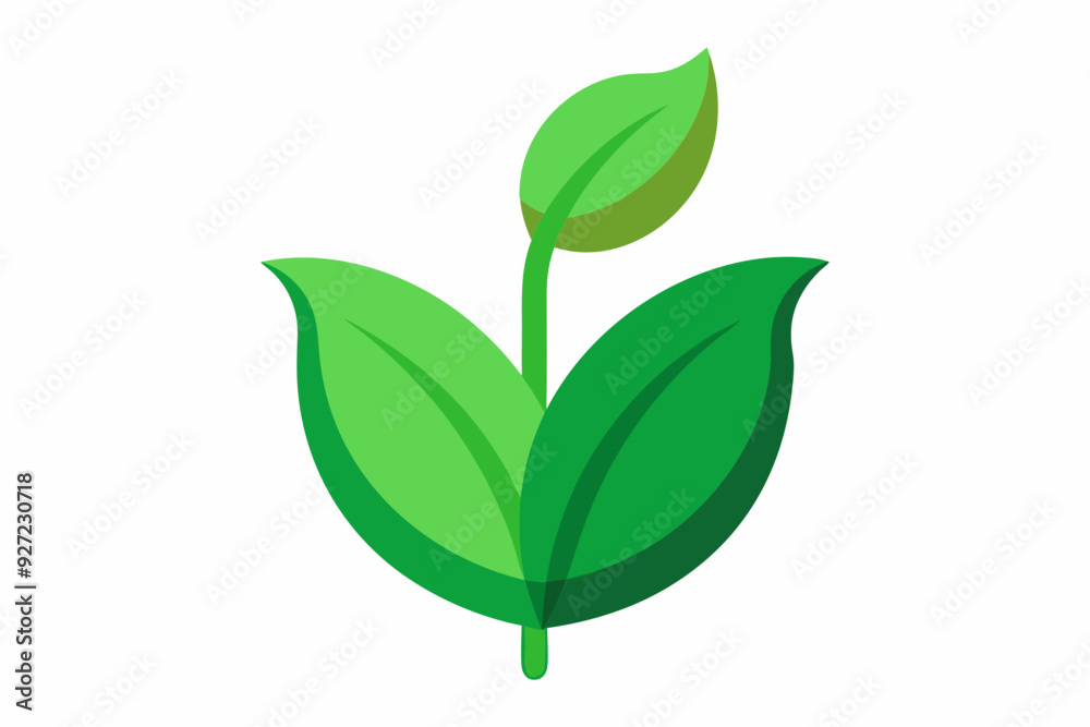 a green seed with details of leaves two leaves a green seed with details of leaves two leaves