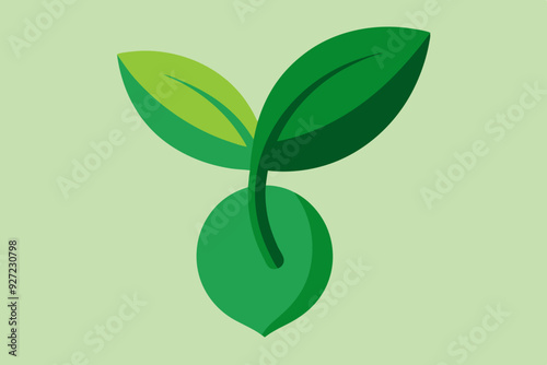 a green seed with details of leaves two leaves