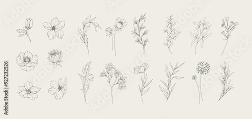 Botanic set of detailed various flowers and brunch. Luxury vintage floral collection for wedding invitation, wallpaper art or save the date card. Botanical vector illustration