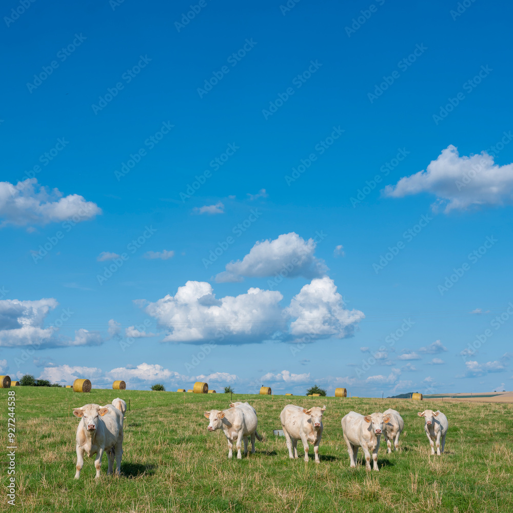 Fototapeta premium white cows in meadow under blue sky with clouds in champagne-ardenne