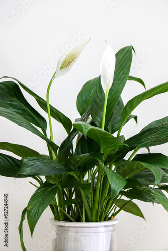 The green leaves and stems, and white flowers of a blossoming Peace Lily indoor houseplant (also known as Spathiphyllum wallisii, White Sails, Spathe Flower)
