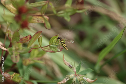 A hoverfly (Sphaerophoria) resting on a leaf photo