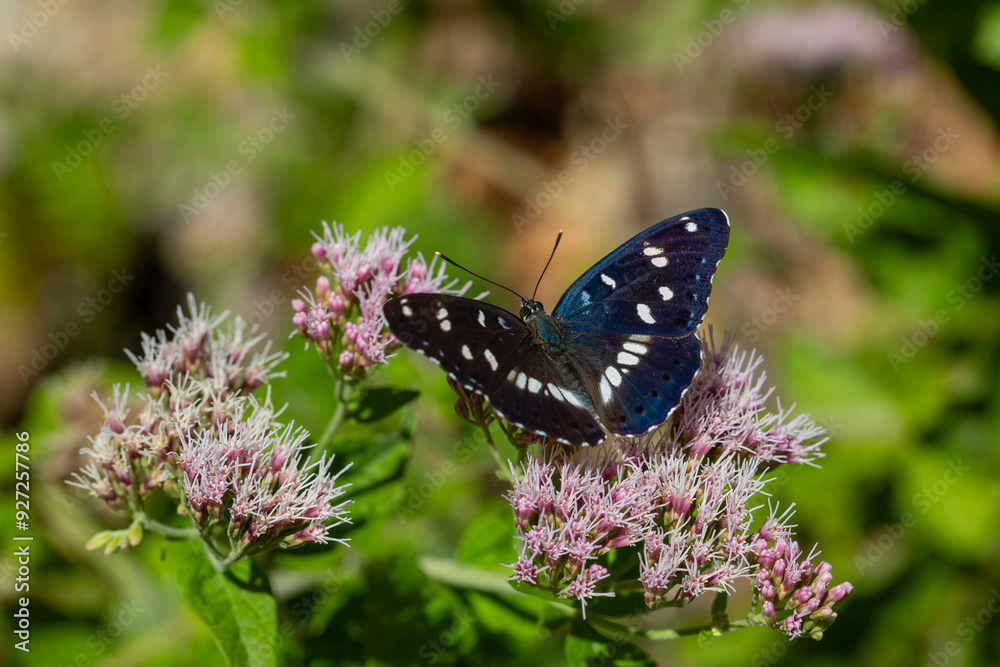 a butterfly with a wonderfully colored wingtip, White Admiral,Limenitis reducta, a butterfly with a wonderfully colored wingtip, White Admiral,Limenitis reducta,