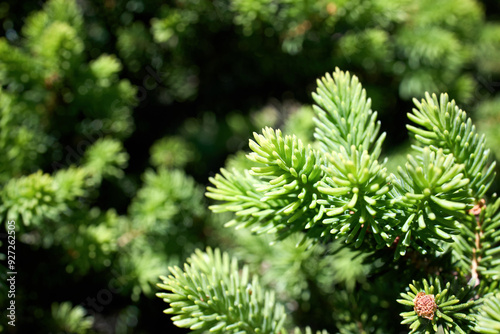 Abies pinsapo or Spanish fir tree in family Pinaceae native to southern Spain and northern Morocco selective focus close up shot.