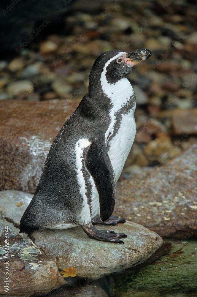 Naklejka premium Manchot de Humboldt,.Spheniscus humboldti, Humboldt Penguin, Argentine