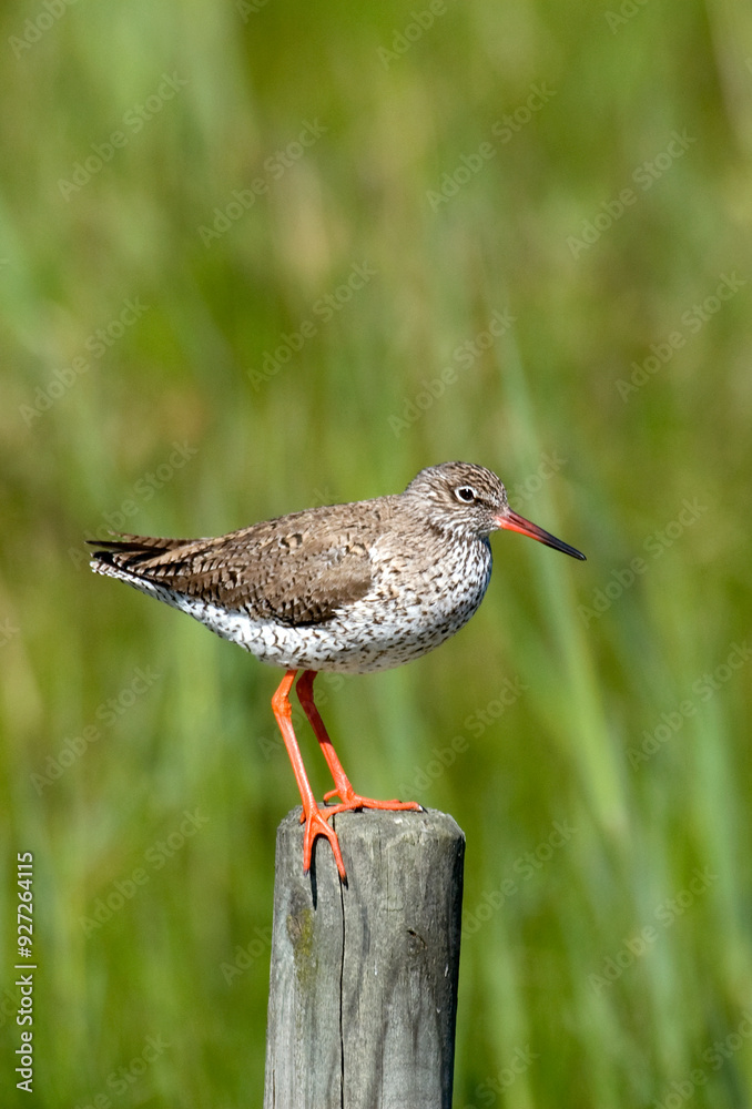 Chevalier gambette,.Tringa totanus, Common Redshank Chevalier gambette,.Tringa totanus, Common Redshank