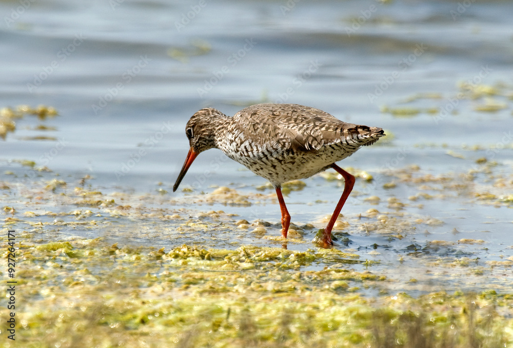 Chevalier gambette,.Tringa totanus, Common Redshank Chevalier gambette,.Tringa totanus, Common Redshank