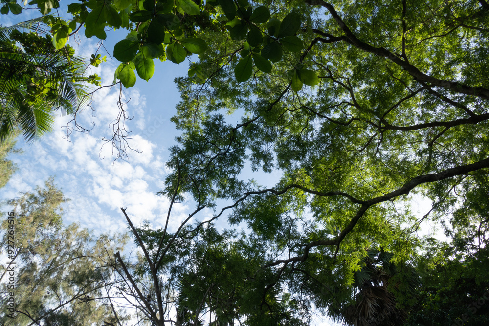 Leaves against the blue sky