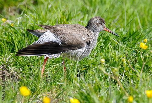 Chevalier gambette,.Tringa totanus, Common Redshank photo