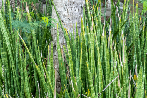Green Plant in the forest
