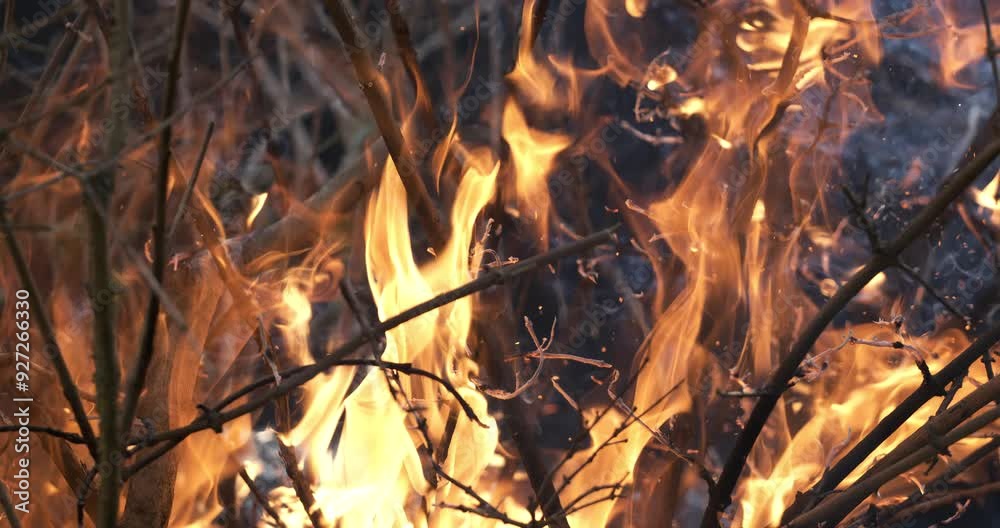 Forest fire in close-up. The branches of shrubs and trees are burning and smoking. Wildfires caused by arson or nature. Shot on super slow motion camera 1000 fps.