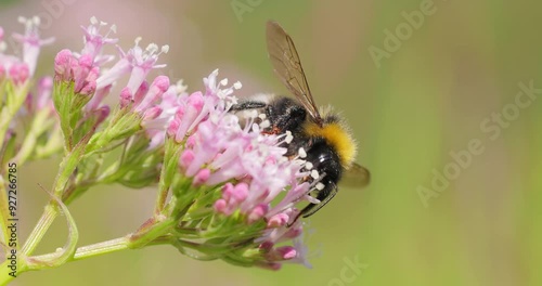 Bumblebee collects flower nectar at sunny day. Bumble bee in macro shot in slow motion.