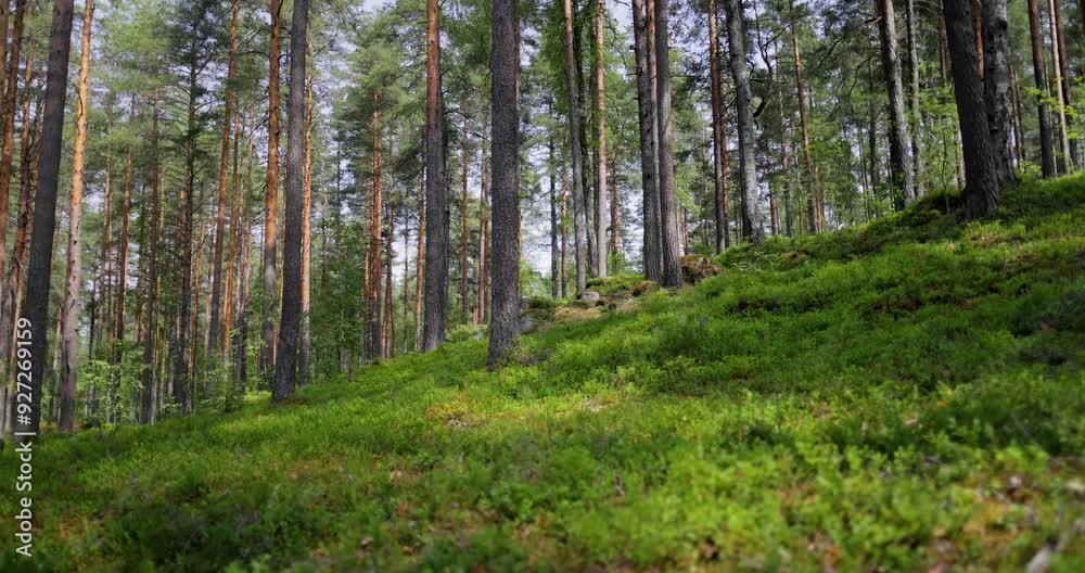 Aerial View of the Forest in Finland. Beautiful nature of Finland. Aerial View of the Forest in Finland. Beautiful nature of Finland.