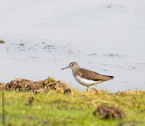 Green Sandpiper on grass photo