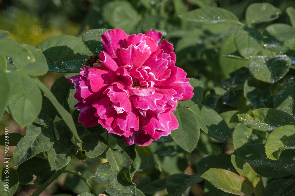 Obraz premium Pink Rose flower with dew droplets in a botanic garden