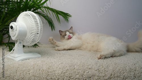 Cat with pink tongue lying under green palm in front of a white electric fan. photo