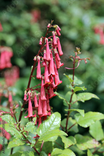 Closeup of sunlit Cape figwort blooms, Derbyshire England
