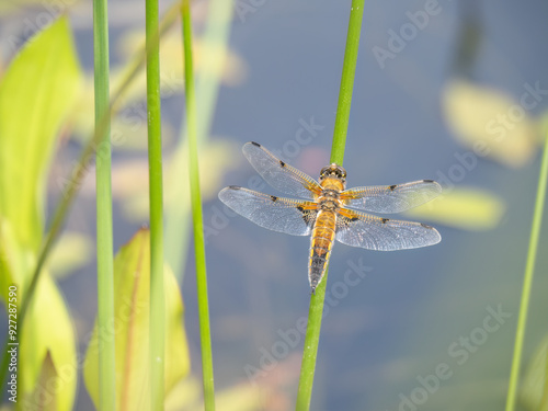 Four-spotted chaser resting on reed. Dragonfly UK. Libellula quadrimaculata. photo