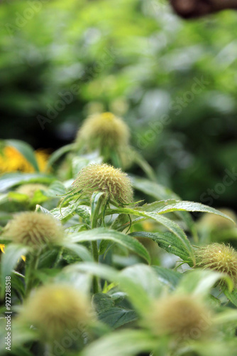 Macro image of Hooker Inula buds, Derbyshire England
 photo