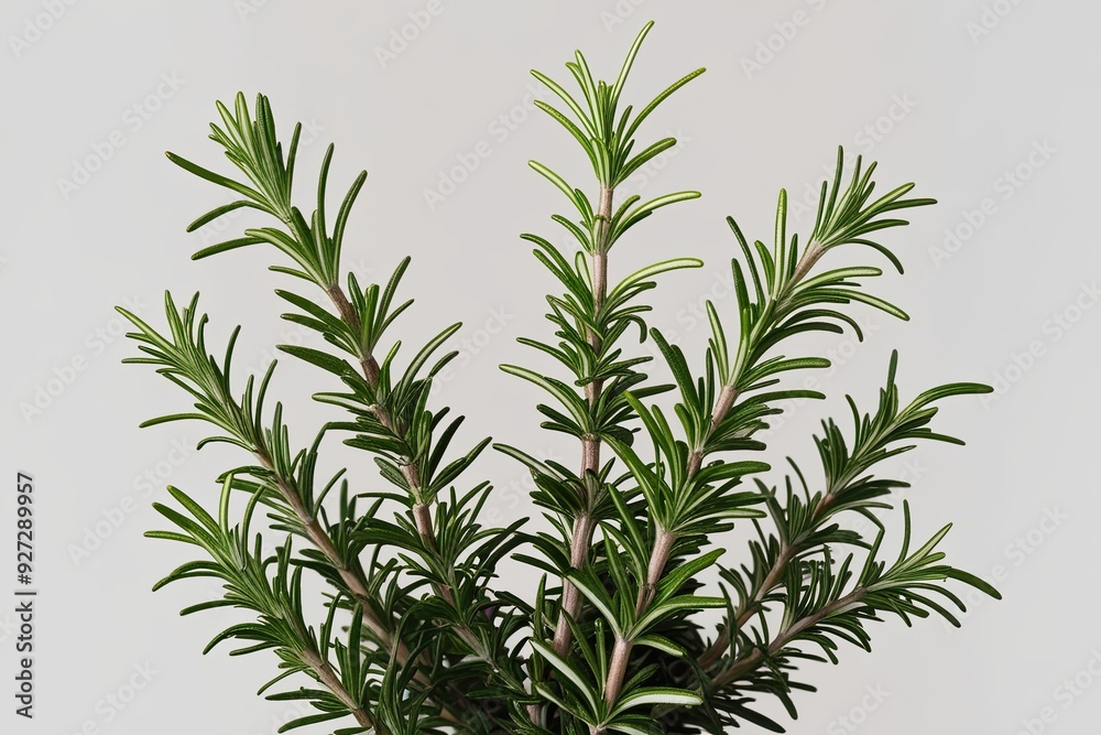 Obraz premium Vivid Rosemary Leaves Showcased on a Minimal White Background