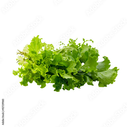 A bunch of leafy green lettuce displayed on a transparent background, showcasing its crisp texture and vibrant color.