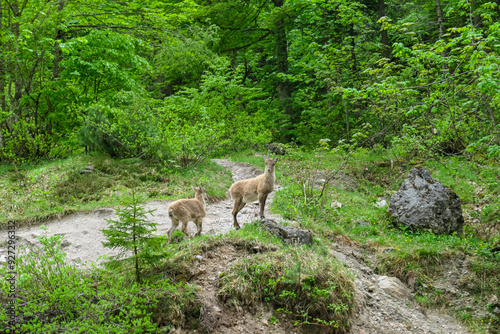 Group of wild young mountain goats Alpine ibex with impressive horns surrounded by dense forest in Schladming, Styria, Austria. Wilderness in Austrian Alps. Animal wildlife in remote natural habitat photo