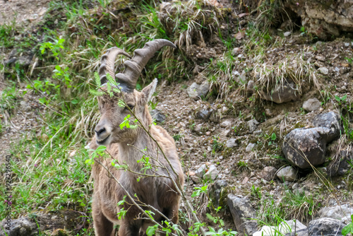 Wild young mountain goat Alpine ibex with impressive horns surrounded by dense forest in Schladming, Styria, Austria. Wilderness in Austrian Alps. Animal wildlife in remote natural habitat photo